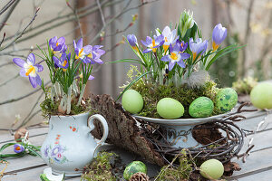 Easter table decoration with crocus 'tricolor' and milk star