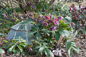 Oriental hellebore in the garden, floating bell and hand shovel