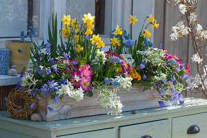 Colourfully planted spring box with daffodils, primroses, milk star, grape hyacinth and ray anemone, small wicker