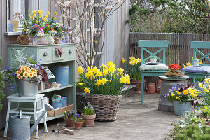 Spring terrace with rock pear, daffodils, planted box and zinc bucket