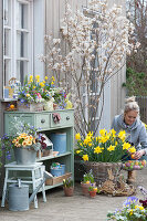 Easter terrace with rock pear, daffodils, planted box and zinc bucket, wooden Easter bunnies, woman puts Easter eggs in basket