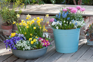 Spring in bowl and tub: daffodils, blue pillows, grape hyacinths, ranunculus, tulips, violets and primrose