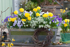 Balkonkasten mit Tulpen, Blaukissen, Hornveilchen, Traubenhyazinthen und Gämskresse 'Ice Cube', Kranz aus Birkenzweigen