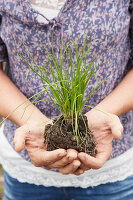 Chives and root ball held in cupped hands