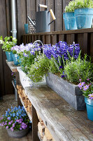 Frühlings-Arrangement mit blauen Blüten: Hyazinthen, Akelei