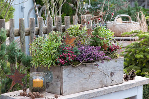 Wooden box planted with winter heather, peat myrtle, spurge and sugarloaf spruce, decorated with stars
