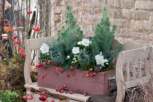 Holzkasten mit Pinien, Christrosen und Lavendel, dekoriert mit Hagebutten und Zieräpfeln