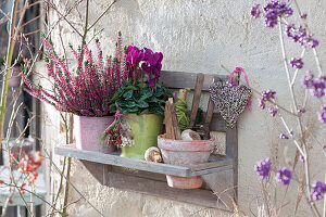 Pots with budding heather, cyclamen, and a heart of heather as decoration on the wall shelf