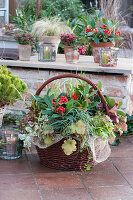 Basket with skimmia, purple bells, sedges and günsel