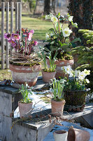 Topf Arrangement mit Christrosen, Lenzrose und Schneeglöckchen auf Blumentreppe