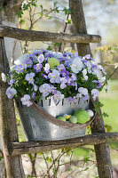 Zinc jardiniere with violets on an old wooden ladder, Easter eggs as decoration