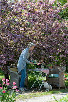 Frau deckt den Tisch unterm blühenden Zierapfelbaum 'Paul Hauber', Hund Zula