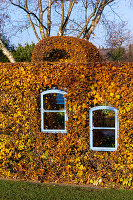 Herbstliche Buchenhecke mit Fenster (Kreislehrgarten, Steinfurt, Deutschland)