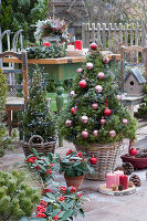 Sugar loaf spruce decorated as a Christmas tree with baubles and fairy lights