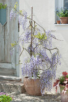 Flowering wisteria in the pot