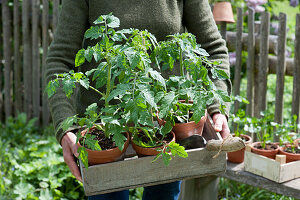 Woman carries box of tomato plants in a clay pot