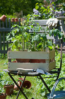 Pots of young tomato plants in fruit tray