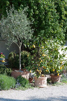 Olivenbaum und Zitronenbäumchen in Terracottatöpfen an der Terrasse