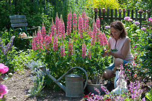 Lupine 'Gallery Rose Shades' in the flower bed, woman cutting flowers