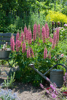 'Gallery Rose Shades' Lupine in a flower bed, bucket with small tools on a chair