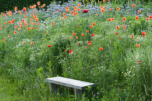 Bench on flower meadow with chamomile, corn poppy and tuft