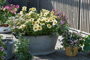 Petunia 'Beautical French Vanilla', dead nettle and nemesia in an old zinc tub, Lesser Calamint and bacopa in a pot