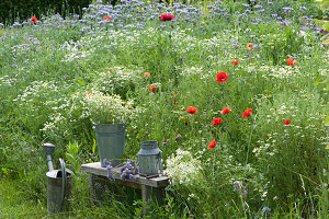 Bench on flower meadow with chamomile, corn poppy and tuft