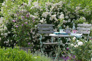 Seating area in front of a rose with many flowers