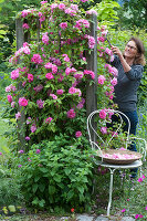 Woman cuts flowers of climbing rose 'Parade' on the trellis, in front of lemon balm