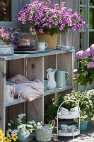 Summer terrace with petunias 'Raspberry Star' 'French Vanilla', Calibrachoa