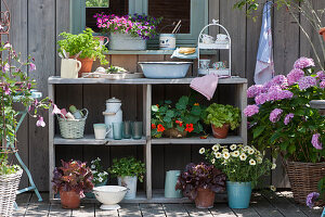 Summer terrace with hydrangea, lettuce, petunia 'French Vanilla', nasturtiums, parsley, and Calibrachoa