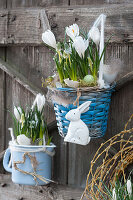 Rural Easter decoration with crocus and grape hyacinth in a basket and enamel pot