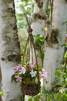 DIY hanging flower basket decoration made out of willow branches: Bouquet of apple blossoms in a basket hung on a birch tree