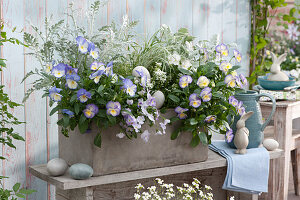 Box with 'Blue Moon' 'Etain' 'Lavender Blush' 'White' pansies, 'Winter Whispers' Silver King artemisia, sedges and Alyssum