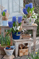 Pot arrangement with hyacinths and milk star