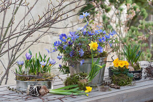 Vorfrühling in bepflanzten Backformen mit Narzissen, Krokus, Strahlenanemone und Primel