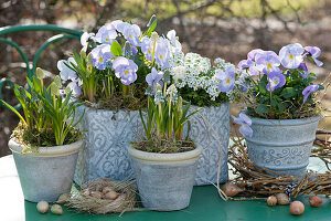 Frühlings-Arrangement mit Traubenhyazinthen, Hornveilchen 'Rocky Lavender Blush' und Schleifenblume