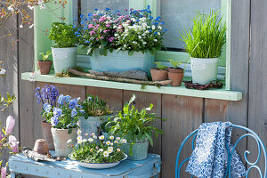 Spring window decorations: forget-me-nots in three colors, chives, parsley, 'Sorbet Marina' Pansies, daisies, rocket, and hyacinths