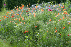 Flower meadow for bees’ pasture with tuft, corn poppy and chamomile