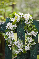 Kranz aus Obstbaumblüten am verwitterten grünen Gartentor