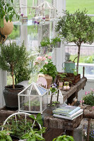 Old workbench used as potting table in greenhouse