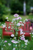 Große Sterndolde (Astrantia major) im Garten