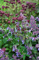 Große Sterndolde (Astrantia major) 'Hadspen Blood', Garten-Katzenminze (Nepeta x faassenii) Six Hills Giant