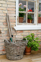 Old basket and geraniums on the brick wall with Muntin window
