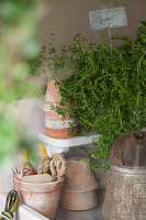 Thyme and rustic terracotta pots on shelf