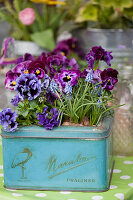 Lilac and purple violas and grape hyacinths planted in old biscuit tin