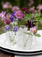 Various columbines in pink, violet and lilac in glass vials