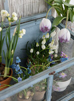 Tulpen, Narzissen und Traubenhyazinthen in einem Frühbeet