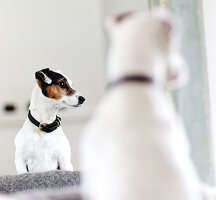 Dog in front of the mirror