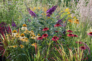Bed with summer lilac, Coneflower and Japanese red grass